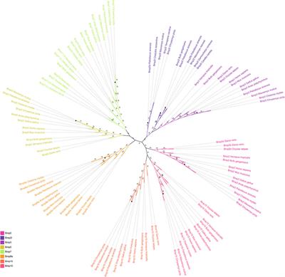 Genome-wide identification, evolution and expression analysis of bone morphogenetic protein (BMP) gene family in chinese soft-shell turtle (Pelodiscus sinensis)